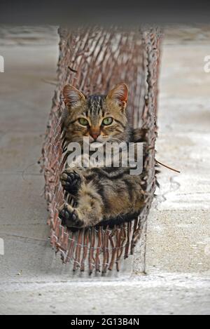 Chaton se cachant dans un endroit sûr Banque D'Images