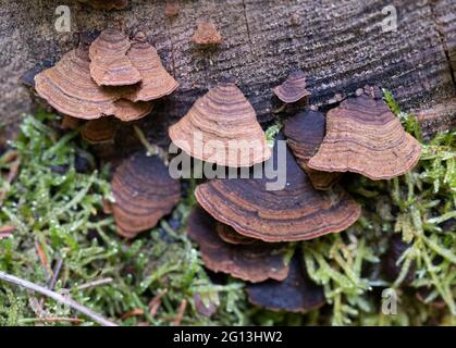 Hymenochaete rubiginosa, champignon de la croûte du rideau de chêne en gros plan Banque D'Images