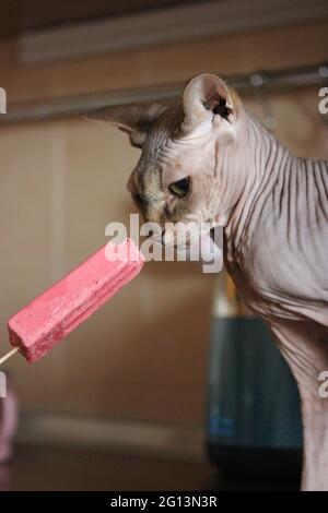 Magnifique chat Sphynx canadien sur le point de goûter la crème glacée sur un bâton, sorbet aux fruits. Chat chauve à la maison. Animaux hypoallergéniques. Une peau froissée d'un Banque D'Images