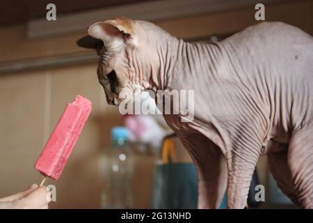 Magnifique chat Sphynx canadien sur le point de goûter la crème glacée sur un bâton, sorbet aux fruits. Chat chauve à la maison. Animaux hypoallergéniques. Une peau froissée d'un Banque D'Images