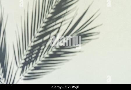 Arrière-plan d'été avec ombres des feuilles de palmier sur le mur Banque D'Images