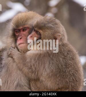 Jeune singe-neige macaque japonais embrassant sa mère Banque D'Images