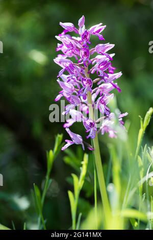 orchis milaris, le casque orchidée (Orchis milaris) Est une espèce végétale du genre Orchids (Orchis) dans la famille des orchidées Banque D'Images
