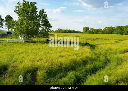 Bétail broutant dans un champ d'herbe ouvert lors d'un après-midi de printemps vibrant. Comté de LaSalle, Illinois, États-Unis Banque D'Images