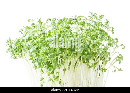 Pousses de cilantro de micro-verts en croissance isolées sur fond blanc Banque D'Images