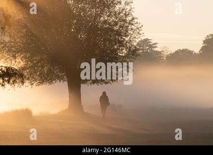 Le lever du soleil crée une silhouette d'une personne marchant près d'un arbre dans la brume du matin Banque D'Images