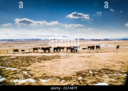 Chevaux islandais près de la route en hiver, Islande, Europe Banque D'Images