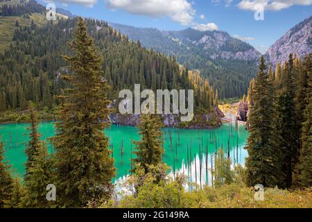 Lac Kaindy au Kazakhstan connu aussi sous le nom de lac Birch Tree ou sous-marins, des forêts avec des troncs sortant de l'eau. Banque D'Images