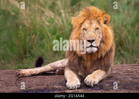 Lion regardant à Maasai Mara, Kenya Banque D'Images