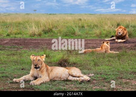 Lions assis et reposant à Maasai Mara, Kenya Banque D'Images