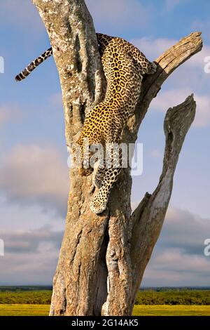 Léopard descendant dans l'arbre à Maasai Mara, Kenya Banque D'Images