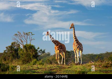 Girafes réticulés dans les eaux douces, OL Pejeta, Kenya, Afrique Banque D'Images