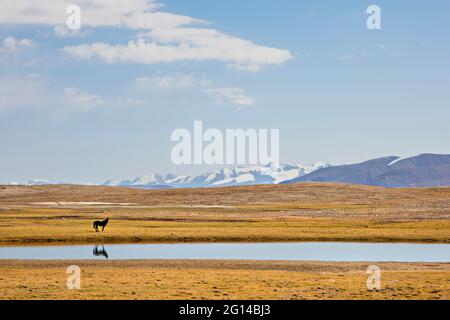 Cheval et son reflet dans le lac de montagne au sommet des montagnes à Barskoon, Kirghizistan. Banque D'Images