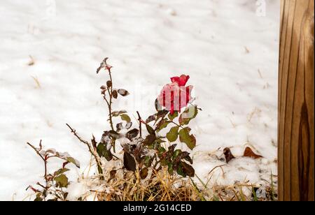 Même si la rose est gelée, elle conserve sa beauté et sa dignité mourantes car sa couleur rouge contraste joliment avec le fond blanc défoqué Banque D'Images