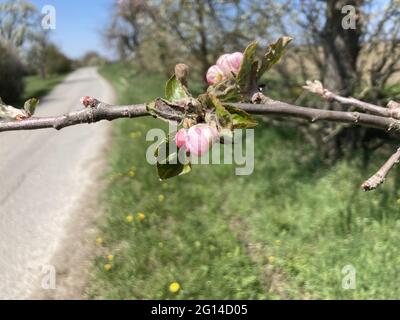 Gros plan des fleurs sur le pommier Banque D'Images