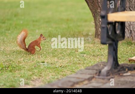 Attractions de la faune. Jeu d'écureuils rouges dans le parc d'été. Animal sauvage sur herbe verte. Petit rongeur à queue à l'extérieur. Préservation de la faune. Naturel Banque D'Images