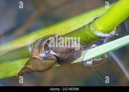 un escargot d'eau rampant le long d'un roseau sous l'eau Banque D'Images