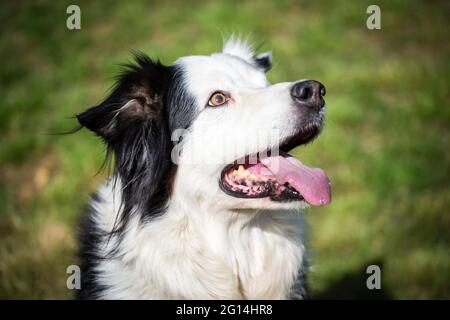 Border Collie Banque D'Images