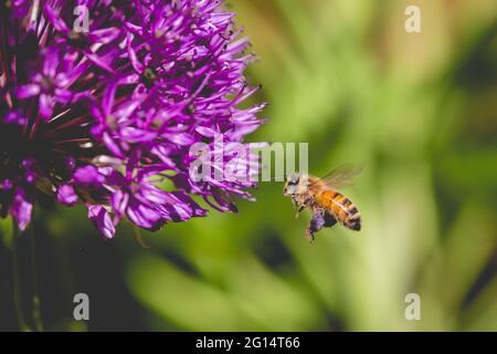 Une abeille en vol collectant du pollen dans des sacs d'une fleur d'allium pourpre avec un espace de copie Banque D'Images