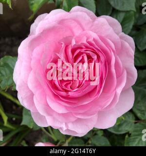 Un gros plan des pétales de a.beautiful fleurs roses en fleur pleine avec espace de copie Banque D'Images