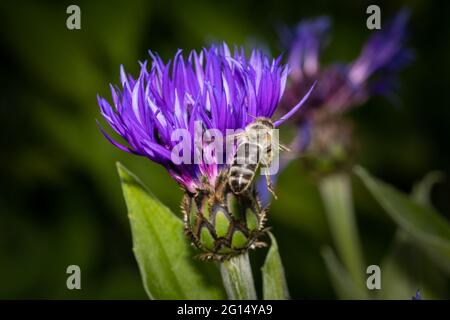 gros plan d'une abeille volant vers une fleur de maïs violette. Belle couleur pourpre et détails de la fleur. L'abeille vole loin de la caméra - blurr Banque D'Images