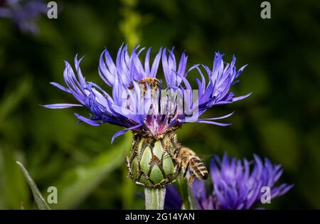 gros plan de deux abeilles sur une fleur de maïs violette. Belle couleur pourpre et détails de la fleur. L'abeille mise au point vole vers la fleur. Flou Banque D'Images