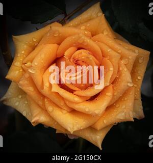 Gros plan de la rose orange avec des gouttelettes d'eau sur les pétales sur un fond sombre et flou. Photo de fleur aux tons sombres prise après la pluie Banque D'Images