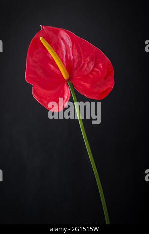 Gros plan d'anthurium ou de lacéleaf rouge vif avec longue tige isolée sur fond noir. Vie sombre et espace vide pour le texte Banque D'Images