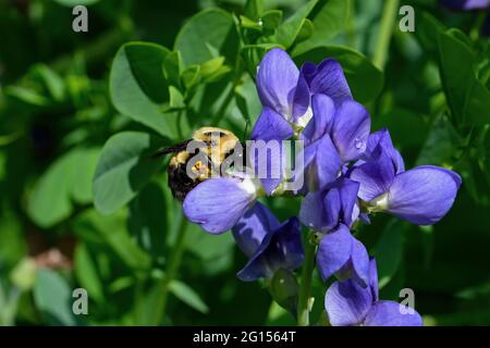 Bumblebee qui est un membre du genre Bombus, une partie des Apidae sur la fleur bleue fausse indigo. La fleur est également connue sous le nom d'indigo sauvage bleu. Banque D'Images