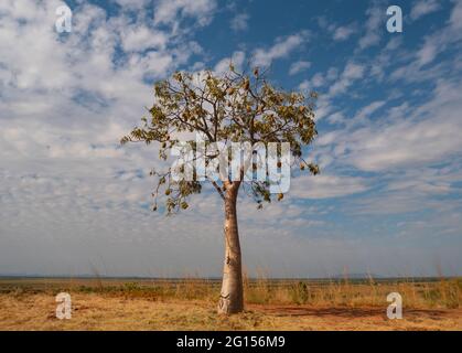 Arbre de Boab, Adansonia gregorii, avec fruits dans la région de Kimberly en Australie occidentale. Banque D'Images