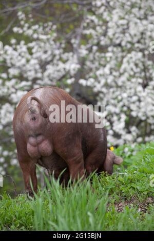 porc sauvage aux cheveux brun foncé et queue de porc courue dans la forêt mangeant de l'herbe dans la nature dans la nature Banque D'Images