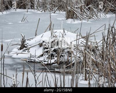 Muskrat Lodge dans l'étang gelé : dessus d'un coin de mouskrat recouvert de neige sur un coin gelé fait de paille et de boue formant un monticule au-dessus de la ligne d'eau Banque D'Images