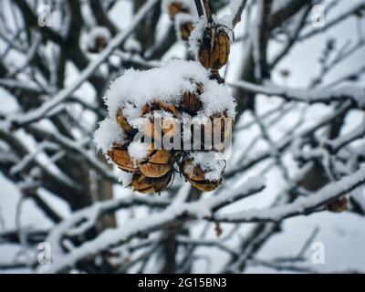 Rose des bourgeons de Sharon au soleil : boutons floraux non ouverts d'une rose de sharon, bruns et couverts de neige le jour d'hiver dans ce gros plan Banque D'Images