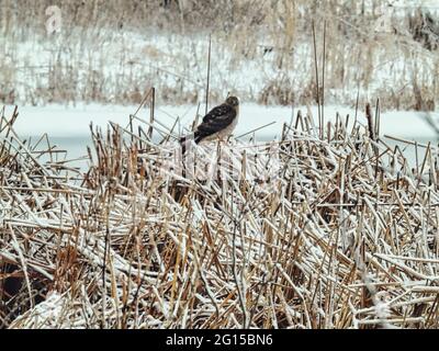 Oiseau perché dans la neige : un oiseau de proie de Norther Harrier perché sur des tiges de queue de chat sur un étang au milieu d'une prairie enneigée sur un winte froid Banque D'Images