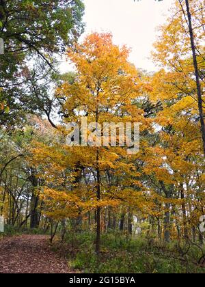 Arbres d'automne dans la forêt : magnifiques arbres colorés d'automne le long d'un sentier de randonnée couvert de feuilles dans les bois lors d'une belle journée d'automne Banque D'Images