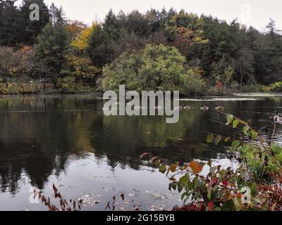 Oies et bernaches sur le lac en automne : bernaches canadiennes oiseaux sauvagine nagent sur une belle scène d'automne sur le lac avec des arbres de couleur automnale en arrière-plan Banque D'Images