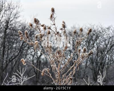 Plante des Prairies avec givre : plusieurs têtes de graines de prairie couvertes de gel tôt le matin par un jour d'hiver couvert Banque D'Images