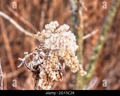 Fleur dans la neige : gelée dans le temps, une fleur de prairie couverte de givre le matin sur une vue rapprochée tôt le matin de l'hiver Banque D'Images