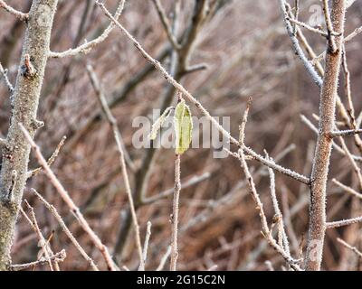 Feuille congelée le matin d'hiver couverte de glace givrée : un gros plan d'une feuille accrochée à une branche étroite le matin d'hiver couvert en i Banque D'Images