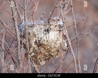 Nid d'oiseau dans la neige : un ancien nid d'oiseau-mouches se clins aux branches de la brosse surgelée pendant que l'hiver se déplace et couvre le nid d'oiseau avec de la neige et de la glace Banque D'Images