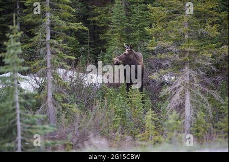 Orignal (Alces americanus) se nourrissant de pousses de saule, parc provincial Peter Lougheed, pays Kananaskis, Alberta, Canada Banque D'Images