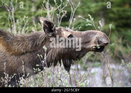 Orignal (Alces americanus) se nourrissant de pousses de saule, parc provincial Peter Lougheed, pays Kananaskis, Alberta, Canada Banque D'Images