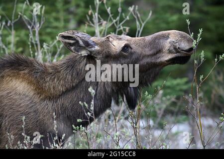 Orignal (Alces americanus) se nourrissant de pousses de saule, parc provincial Peter Lougheed, pays Kananaskis, Alberta, Canada Banque D'Images