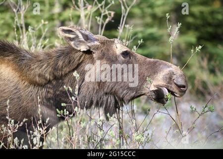 Orignal (Alces americanus) se nourrissant de pousses de saule, parc provincial Peter Lougheed, pays Kananaskis, Alberta, Canada Banque D'Images