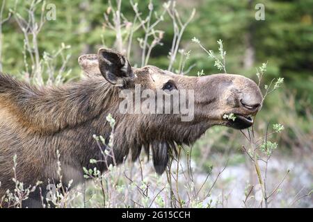 Orignal (Alces americanus) se nourrissant de pousses de saule, parc provincial Peter Lougheed, pays Kananaskis, Alberta, Canada Banque D'Images