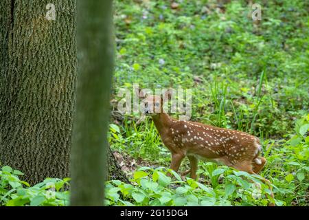 Cerf de Virginie, un petit fauve dans la forêt Banque D'Images