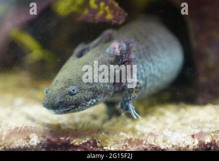 Hambourg, Allemagne. 04e juin 2021. Un axolotl (une caudate mexicaine) rampent curieusement jusqu'au panneau de l'aquarium au refuge pour animaux de Hambourg. Les refuges pour animaux dans le nord craignent une vague de renoncement d'animaux de compagnie acquis pendant la pandémie de Corona, quand la vie quotidienne revient avec des jours de bureau et des voyages de vacances. (À dpa 'les abris d'animaux craignent la vague d'animaux qui sont remis après le verrouillage') Credit: Marcus Brandt/dpa/Alamy Live News Banque D'Images