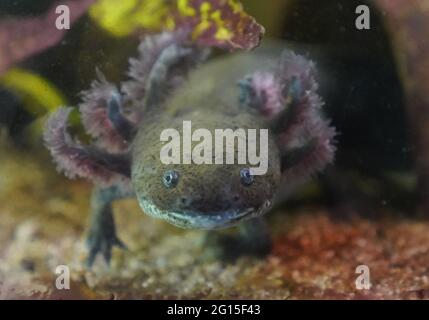 Hambourg, Allemagne. 04e juin 2021. Un axolotl (une caudate mexicaine) rampent curieusement jusqu'au panneau de l'aquarium au refuge pour animaux de Hambourg. Les refuges pour animaux dans le nord craignent une vague de renoncement d'animaux de compagnie acquis pendant la pandémie de Corona, quand la vie quotidienne revient avec des jours de bureau et des voyages de vacances. (À dpa 'les abris d'animaux craignent la vague d'animaux qui sont remis après le verrouillage') Credit: Marcus Brandt/dpa/Alamy Live News Banque D'Images