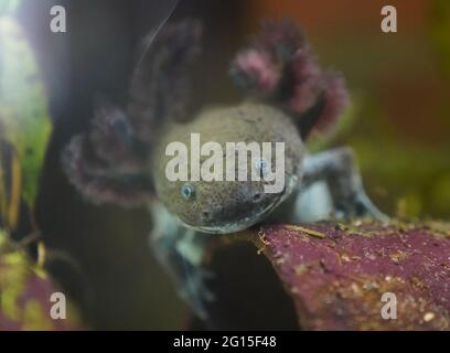 Hambourg, Allemagne. 04e juin 2021. Un axolotl (une caudate mexicaine) rampent curieusement jusqu'au panneau de l'aquarium au refuge pour animaux de Hambourg. Les refuges pour animaux dans le nord craignent une vague de renoncement d'animaux de compagnie acquis pendant la pandémie de Corona, quand la vie quotidienne revient avec des jours de bureau et des voyages de vacances. (À dpa 'les abris d'animaux craignent la vague d'animaux qui sont remis après le verrouillage') Credit: Marcus Brandt/dpa/Alamy Live News Banque D'Images