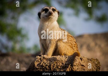 Meerkat assis sur le rock Banque D'Images